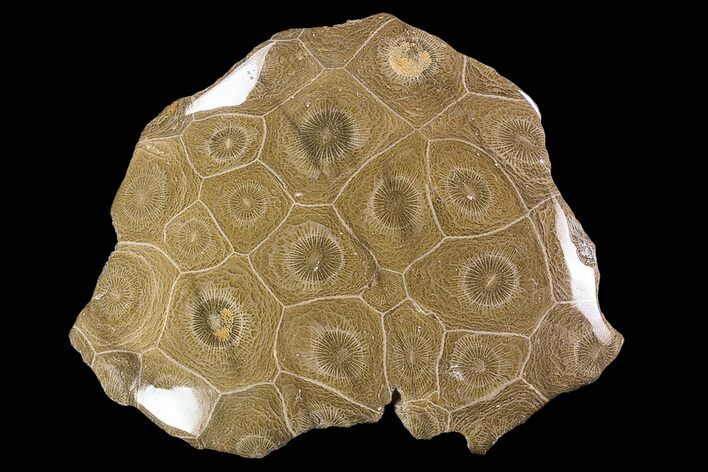 Polished Fossil Coral (Actinocyathus) - Morocco #85035